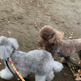 7月15日16わんこと1時間遠足  代々木公園の画像