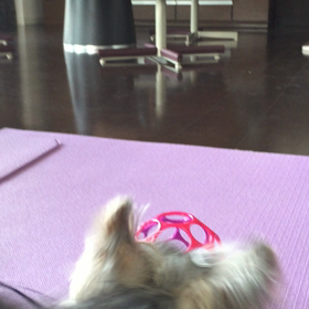 オーボールに吠える。の画像