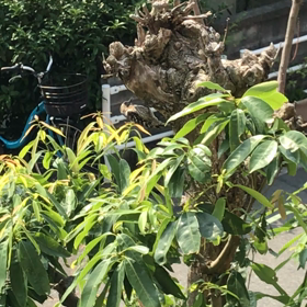 きつつき！？！？の画像