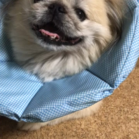 ◆役者の末っ子わんの画像