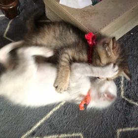 負けないぞ〜‼️の画像