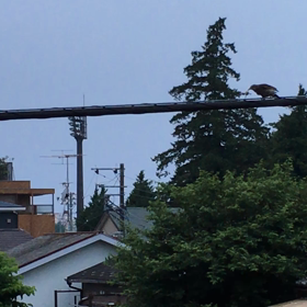 今朝のつばちんと野鳥さんの画像