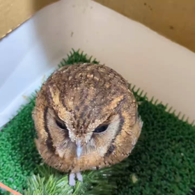 かわいすぎるの画像