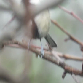 すぎぴたんの事件簿シーズン3　144話（えらいよ！シジュウカラ）の画像