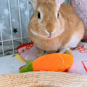 怒られたの画像