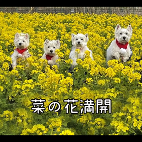 菜の花と白犬の画像