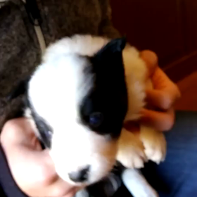 オセロと初対面の日の画像