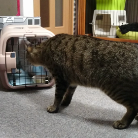 ハッチとジャッキーの画像