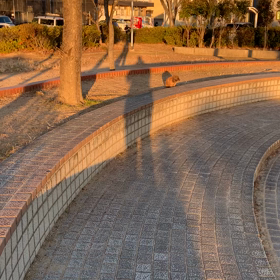 どんちゃんタイム更新の足どりの画像