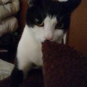 ぐるぐるクッションの画像