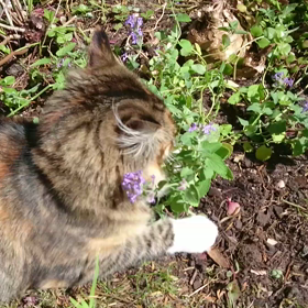 ちょっと動画貼ってみよ。の画像