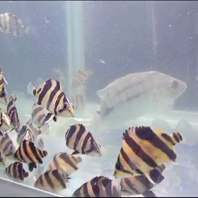 来週リアルバンド大量輸入します！尾張から全国の熱帯魚屋さんに！の画像