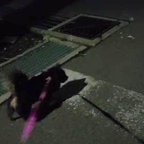 安全確認するチワワの画像