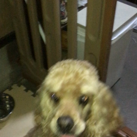 イヴに思うことの画像