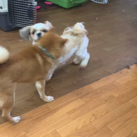 昨日の動画の画像