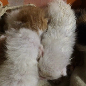 Only Oneの物語の画像