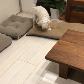 恐るべし弁天ちゃんの画像