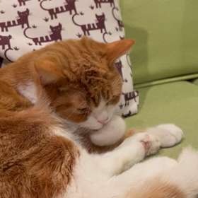 豆ちゃんのお手入れの画像