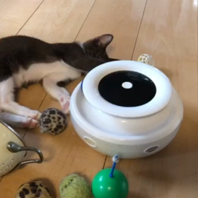 明ちゃん、絶好調！！の画像