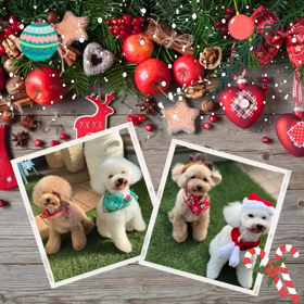 メリークリスマスの画像