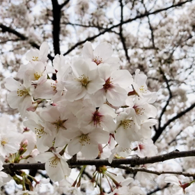 今日の桜の画像