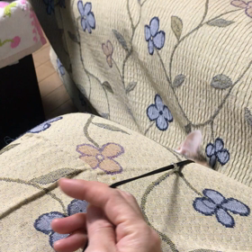 ハナちゃんのお気に入りの画像