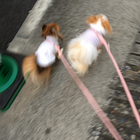 めるちゃん＆にこちゃんのお散歩の画像