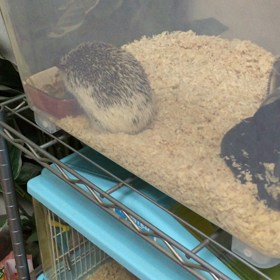 ハリー君の画像