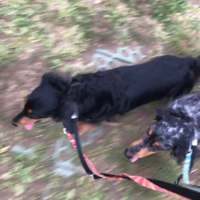 ♪お散歩動画♪代々木公園♪②の画像