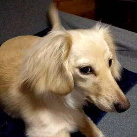 可愛いコちゃんの画像