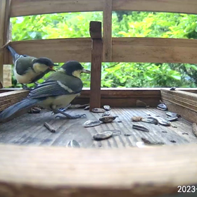 すぎぴたんの事件簿シーズン3　275話（子シジュウカラたち）の画像