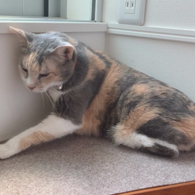 ご飯の悩みの画像