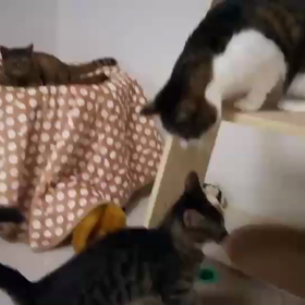 ミィちゃん入院の画像