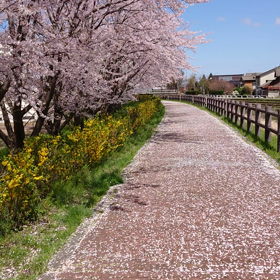 散る桜…の画像