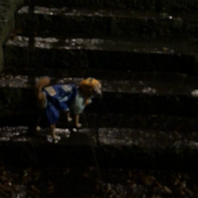 雨の日の散歩の画像