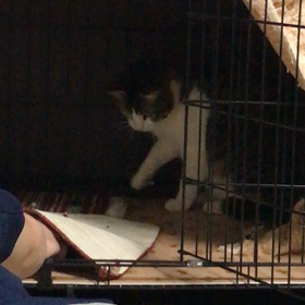 キタ━─━─━ヾ(o✪‿✪o)ｼ━─━─━ッ♪マロの画像