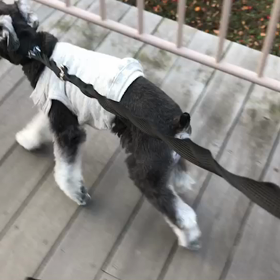 ♪お散歩動画♪お台場海浜公園♪の画像