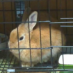 コロ〜ン  マロンの画像