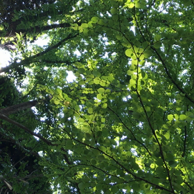 光のダンスの画像