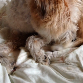 猫か・・の画像