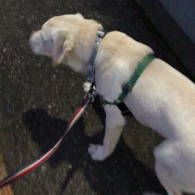 まだ暗いけど元気にお散歩♪の画像