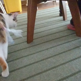 ビニール袋で遊ぶミッケちゃん  その2の画像