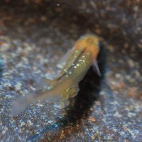 ①個体8/31（水）終了分 、多数出品してます！の画像