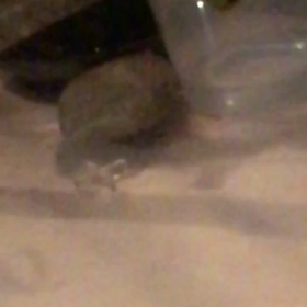 なおくんのカエルちゃんの画像