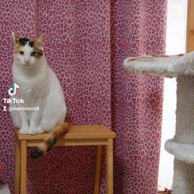 2回目のおうちの子記念日を迎えましたの画像