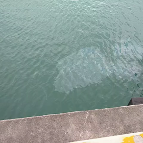 こりゃなんだ？？？の画像