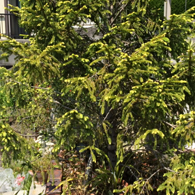 庭の散策動画の画像