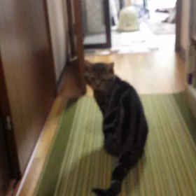 麻痺でも少しは走れるにゃ～♪の画像