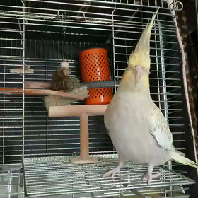 バレバレるーちゃんの画像