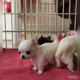 ワサワサっ...の画像